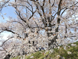 Read more about the article 八幡背割堤の桜Ⅱ　ｂｙK