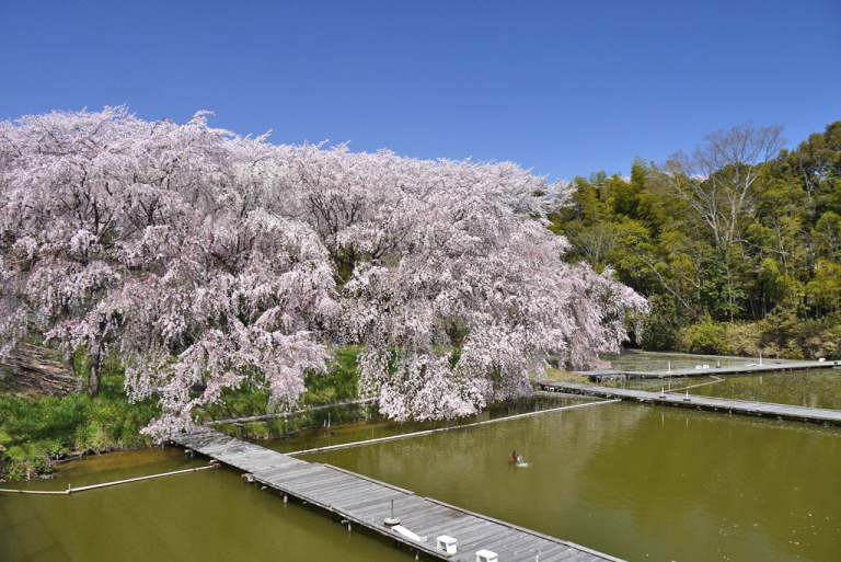 さくら近隣公園　男山美桜周辺案内